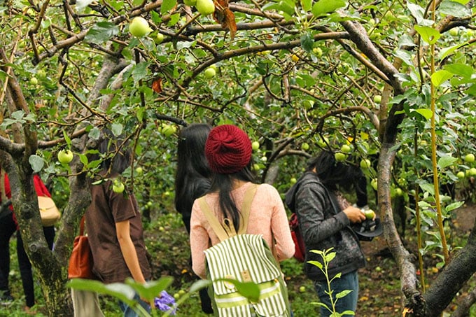4 Rekomendasi Spot Wisata Petik Buah di Malang yang Bikin Liburan Makin Seru !