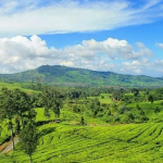 4 Rekomendasi Tempat Sejuk dan Syahdu di Malang!